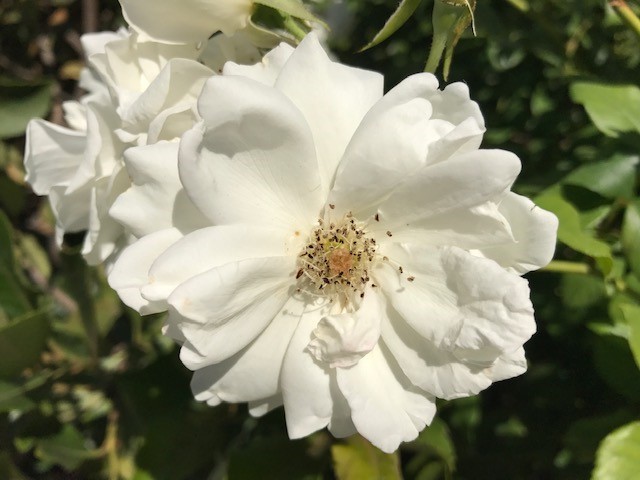 Pop Up Flower White Roses – Ambassadors for Community Health