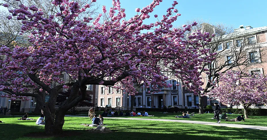 people are sporadically seated on lawn while cherry blossom tree people hangs overhead