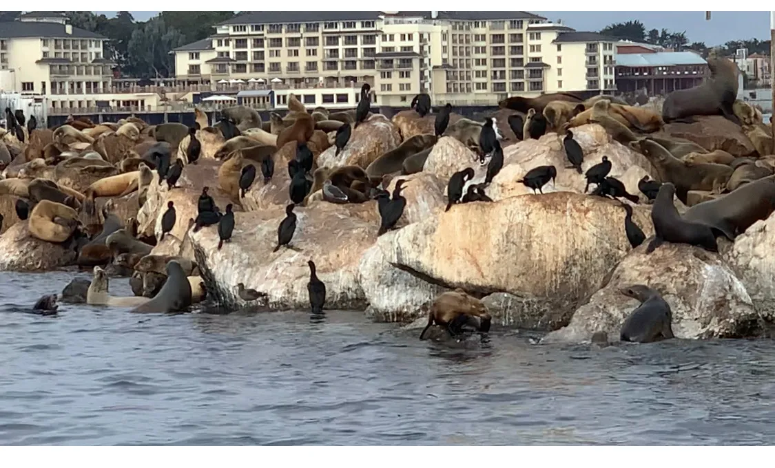 seals