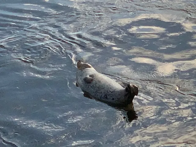 swimming sea lion